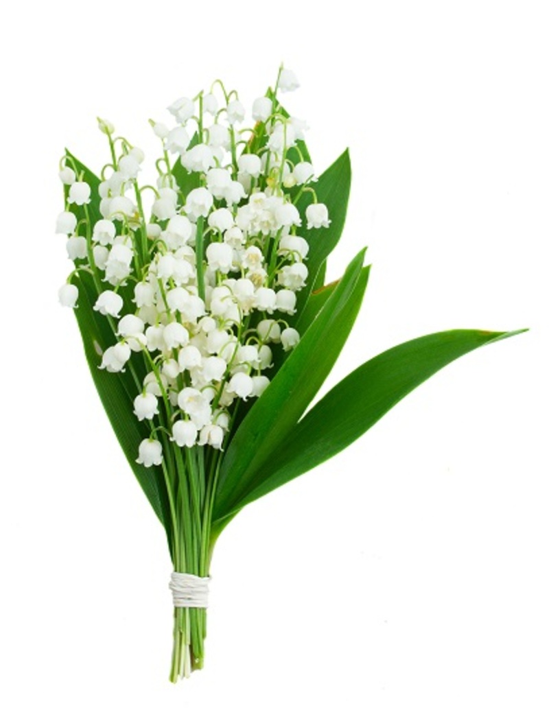 roses flowers / iconic flowers